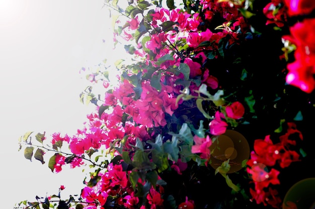 Foto flores brillantes de cerezo y ciruela en el fondo del cielo azul contraste de color rosa cian