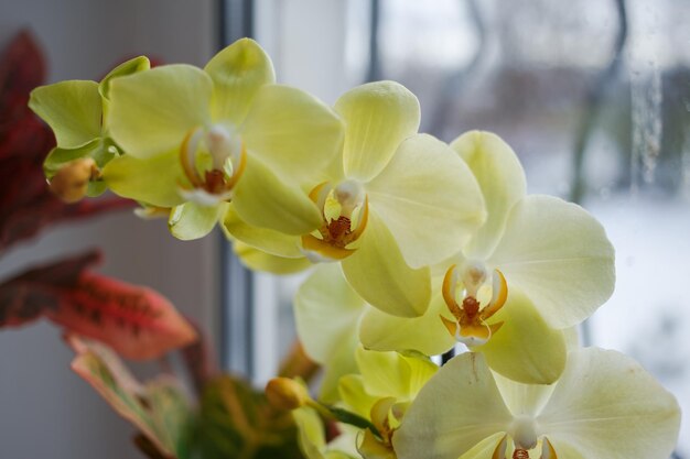 Flores brillantes crecen en la ventana.