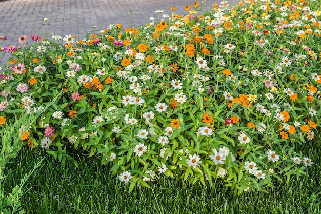 Flores brillantes de otoño de zinnia en la naturaleza en el parque en un lecho de flores