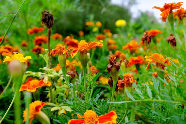 Flores brillantes de otoño