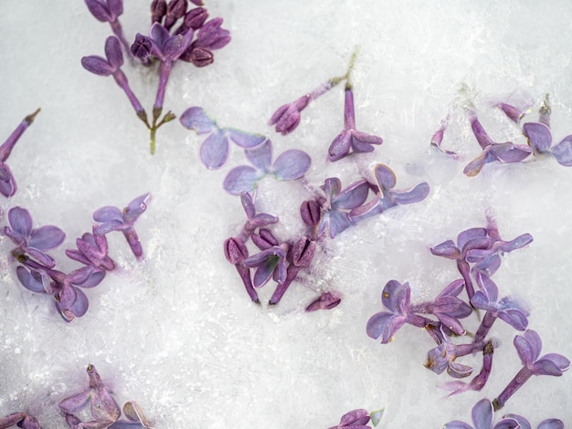 Flores brillantes tiradas en el hielo Primer plano sin gente