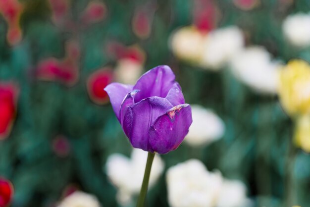 Flores brillantes de tulipanes en un campo de tulipanes en una mañana soleada