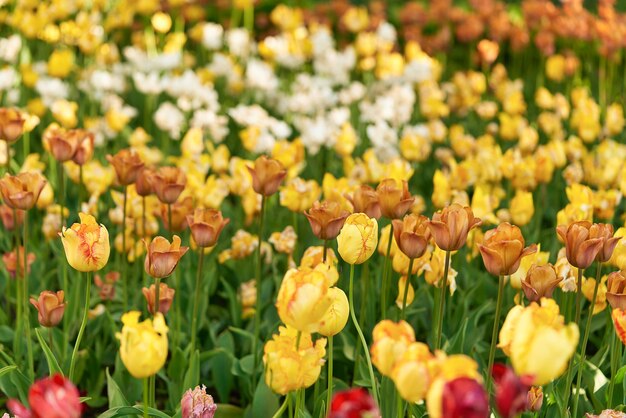 Flores brillantes de tulipanes en un campo de tulipanes en una mañana soleada