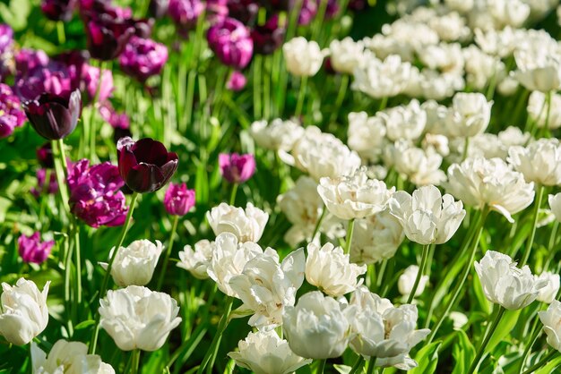 Flores brillantes de tulipanes en un campo de tulipanes en una mañana soleada