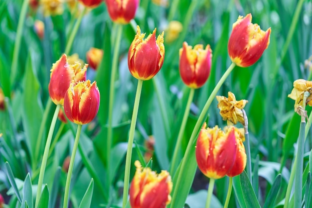 Flores brillantes de tulipanes en un campo de tulipanes en una mañana soleada