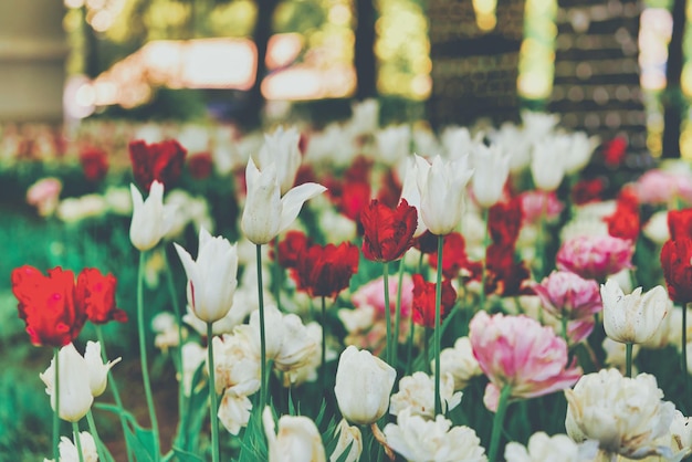 Flores brillantes de tulipanes en un campo de tulipanes en una mañana soleada