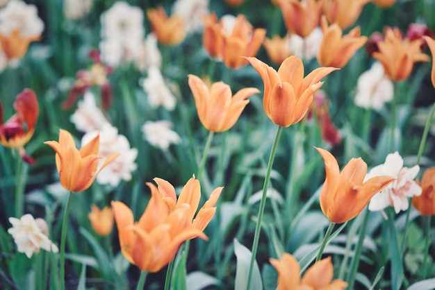 Flores brillantes de tulipanes en un campo de tulipanes en una mañana soleada