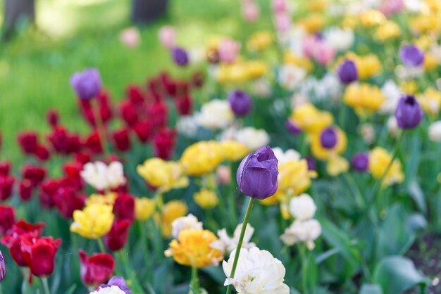 Flores brillantes de tulipanes en un campo de tulipanes en una mañana soleada