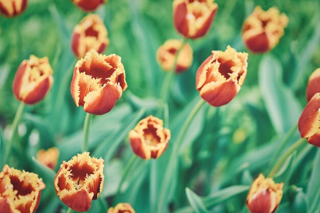 Flores brillantes de tulipanes en un campo de tulipanes en una mañana soleada