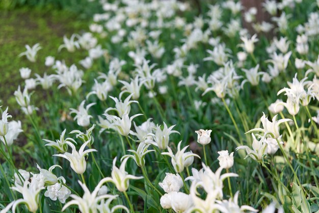 Flores brillantes de tulipanes en un campo de tulipanes en una mañana soleada