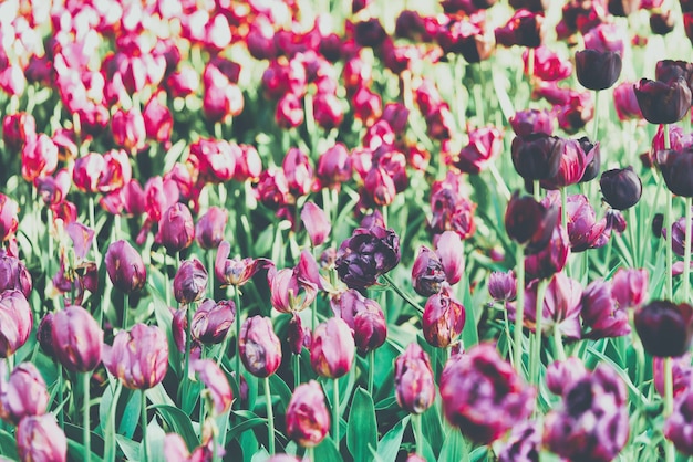 Flores brillantes de tulipanes en un campo de tulipanes en una mañana soleada