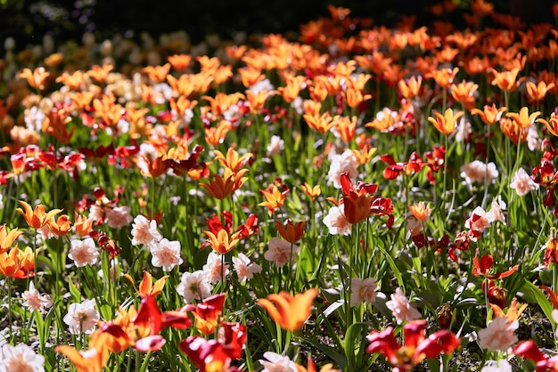 Flores brillantes de tulipanes en un campo de tulipanes en una mañana soleada