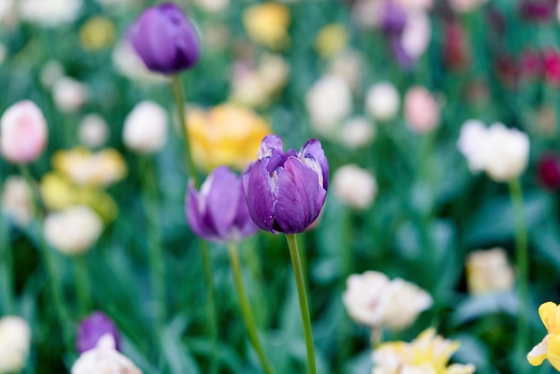 Flores brillantes de tulipanes en un campo de tulipanes en una mañana soleada