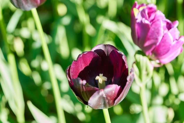 Flores brillantes de tulipanes en un campo de tulipanes en una mañana soleada