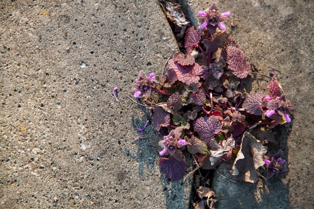 Las flores brotan a través del hormigón.