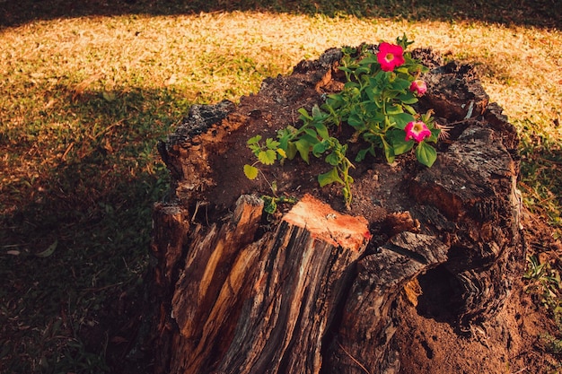 Flores y brotes nacen en el viejo tronco del árbol.