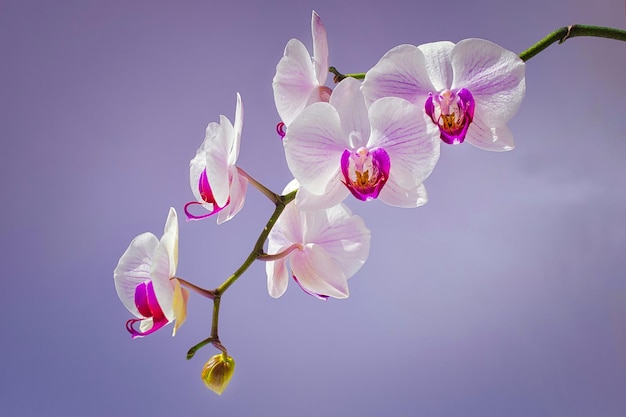 Foto flores y brotes de orquídeas en fondo en tono púrpura claro