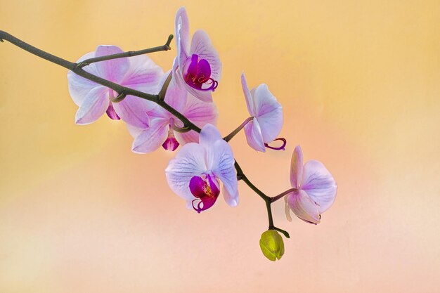 Foto flores y brotes de orquídeas en fondo en tonos naranja y amarillo pastel