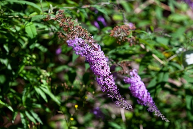 Flores de Buddleja davidii también conocidas como lilas de verano