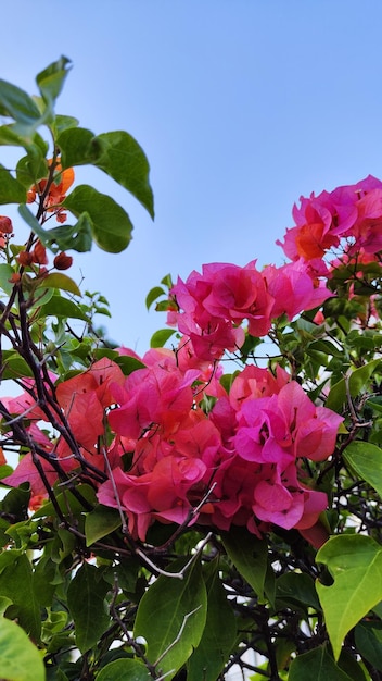 flores buganvílias rosa contra o céu