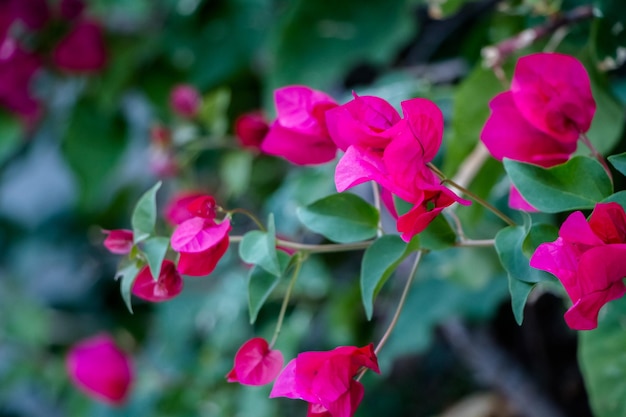 Flores buganvílias rosa