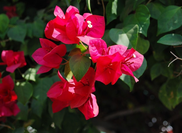 Flores de buganvilla al sol. Battambang. Camboya