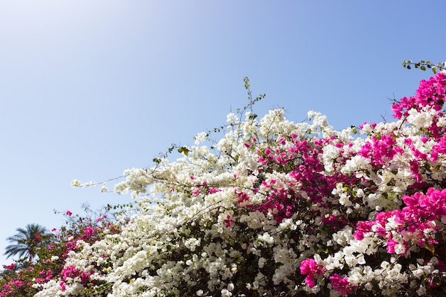Flores de buganvilla blanca y rosa.
