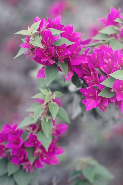 Flores de buganvilla Bush con hermosas flores de color rosa