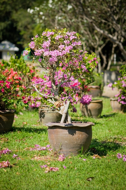 Flores de buganvilla en maceta en el jardín