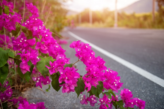 Foto flores de buganvilla o flores de papel.