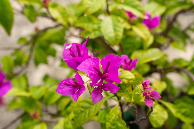 Flores de buganvilla que florecen en el jardín