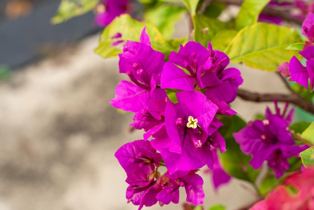 Flores de buganvilla que florecen en el jardín