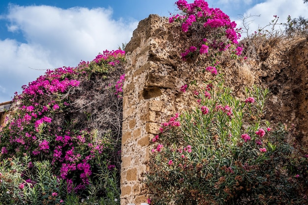 Flores de buganvilla rosa y adelfas en la pared de piedra rústica