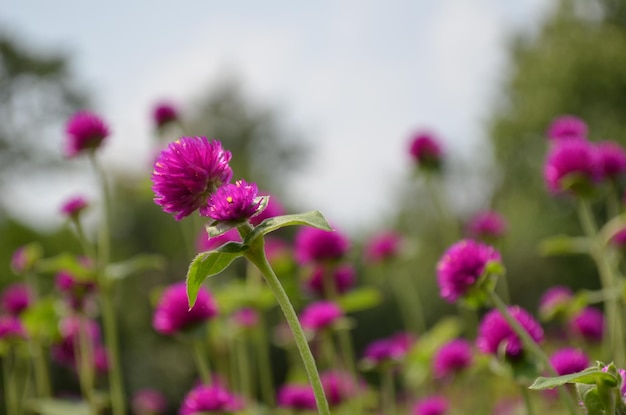 Flores de buganvilla rosa en el jardín.