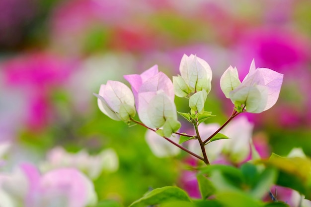 Flores de buganvilla