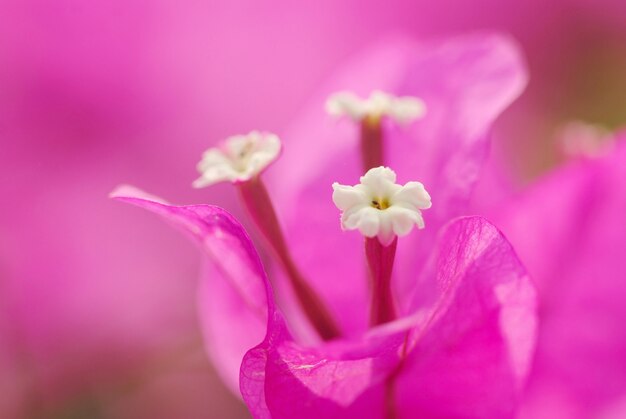 Flores de buganvilla