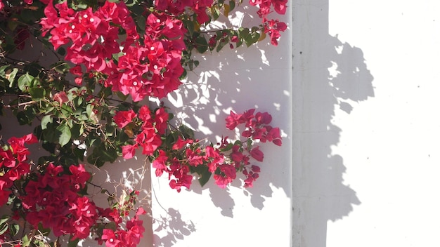 Flores de buganvillas carmesí rojo flor floral pared blanca jardín de california