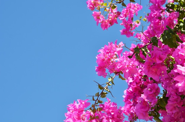 Flores de buganvillas de cerca. Buganvillas en flor. Fondo de flores.