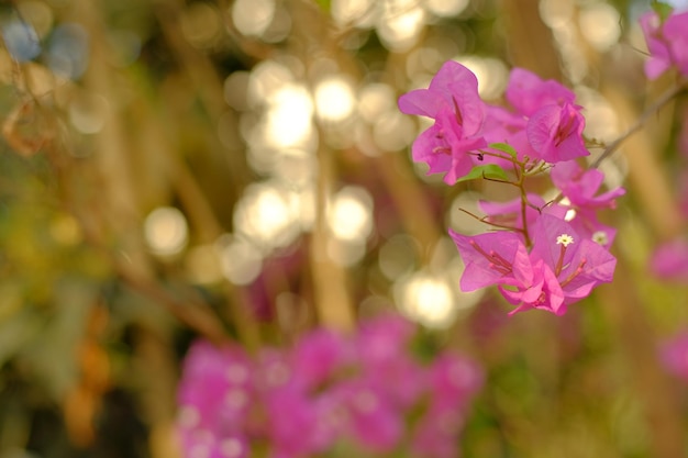 flores de buganvillas españolas