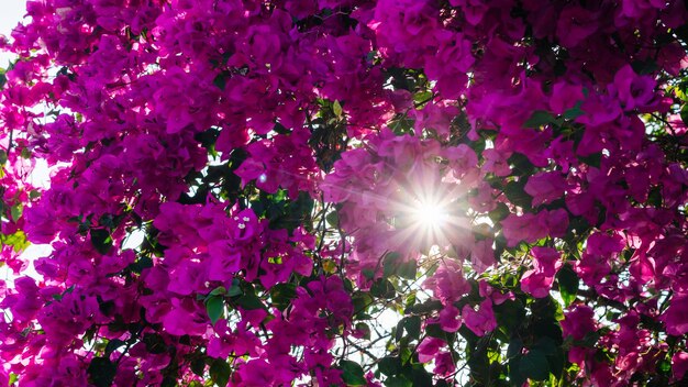 Flores de buganvillas a la luz del sol rayos del sol a través de pétalos de follaje rosa amanecer