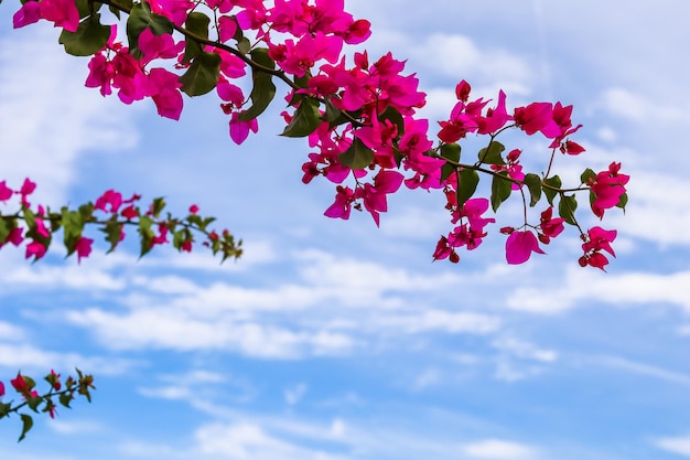 Flores de buganvillas magentas contra el cielo con nubes