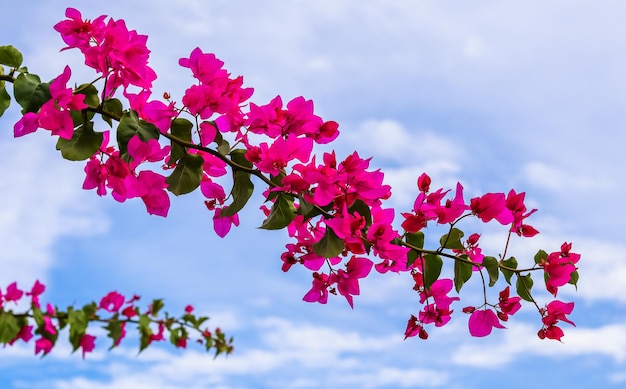 Flores de buganvillas magentas contra el cielo con nubes