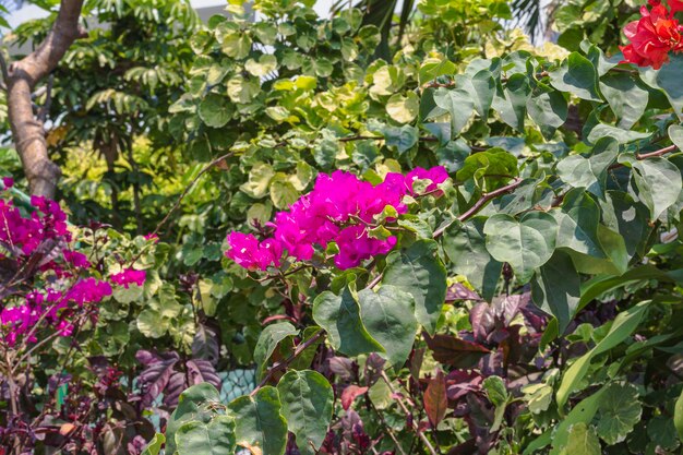 Foto flores de buganvillas rojas brillantes en un jardín tropical papel tapiz floral natural de enfoque selectivo