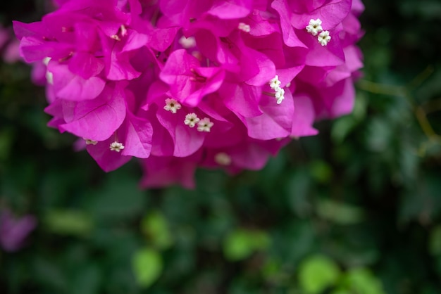 Flores de buganvillas rosas sobre fondo de hojas verdes borrosas Copiar espacio para texto debajo de un ramo de flores rosas Fondo de pantalla de naturaleza de verano Diseño florido para postal