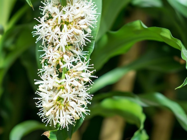 Las flores del Cabo de Buena Esperanza Dracaena solo florecen de noche una vez cada muchos años