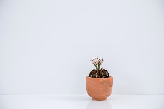 Las flores de cactus blanco que florece en la maceta