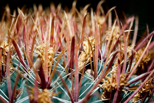 Las flores de cactus en detalle de cerca