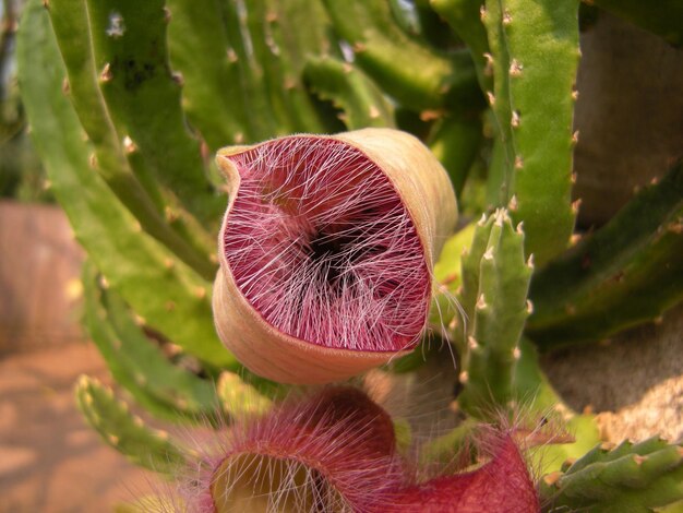 Foto flores de cactus