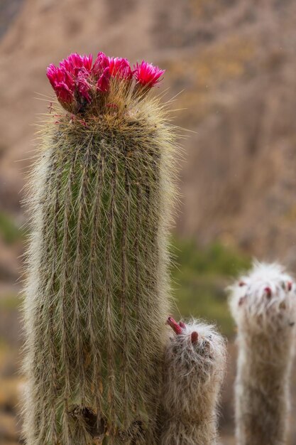 Flores de cactus