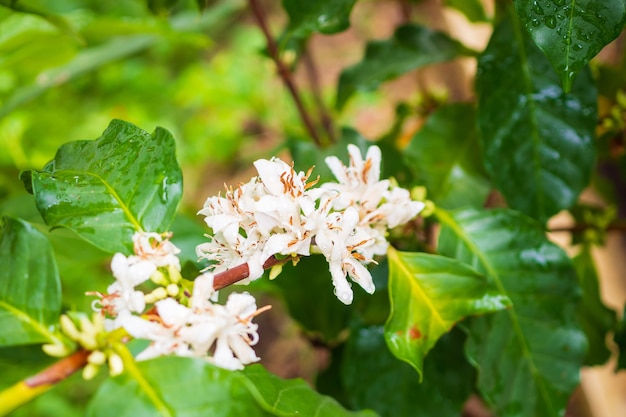 flores de cafe en hojas verdes